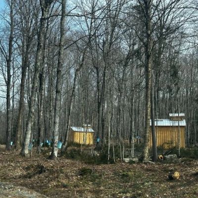 Bare trees with blue buckets and two small wooden buildings in a forest.