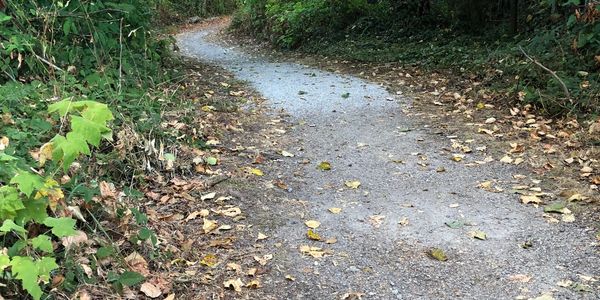 Winding dirt path covered with fallen leaves surrounded by greenery.