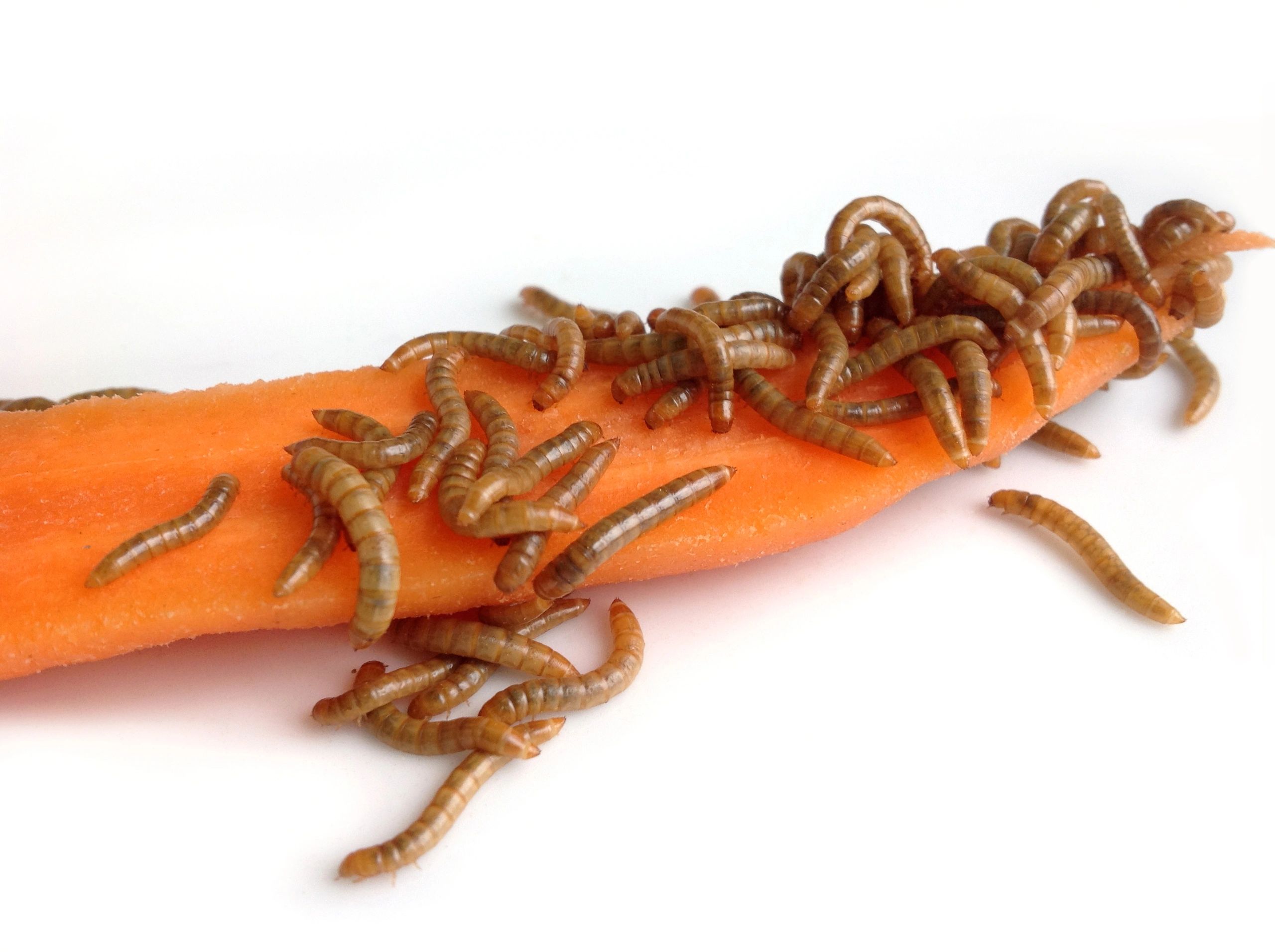 Ultimate Guide to Caring for Mealworms LongTerm Survival Tips