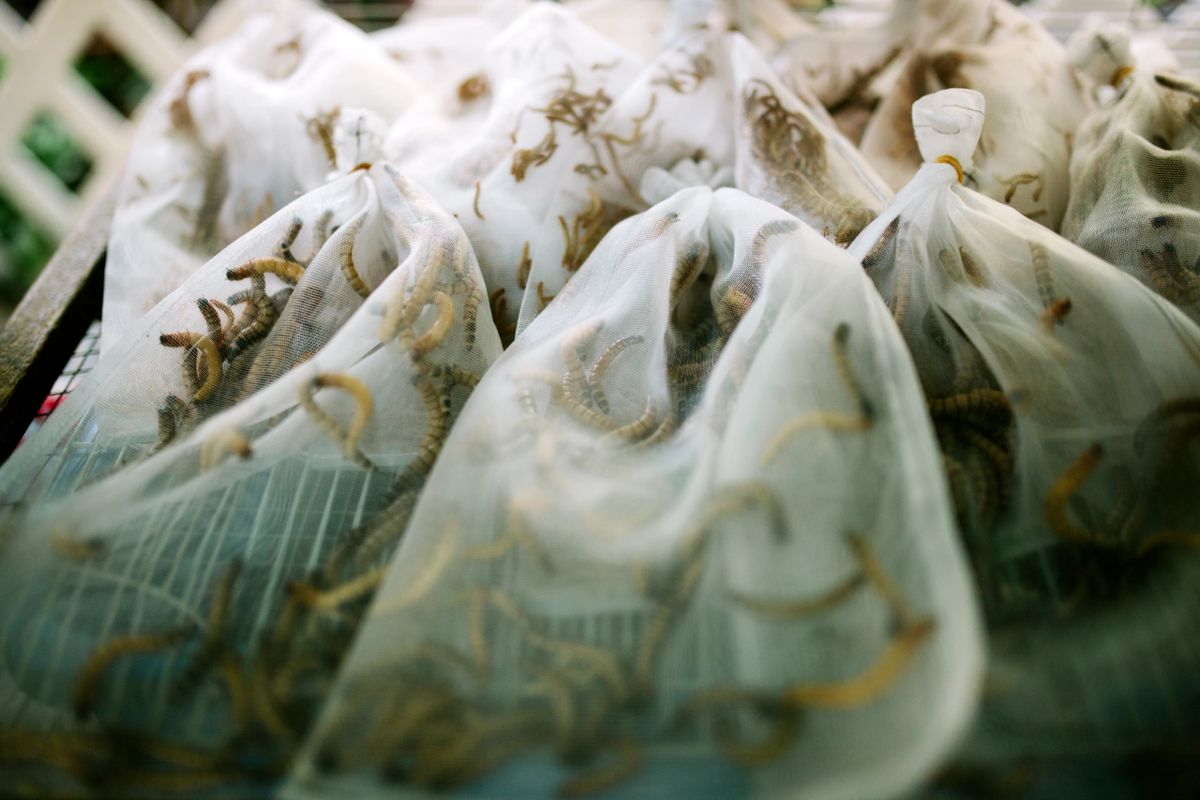 Large Mealworms 500 Count Pet Food