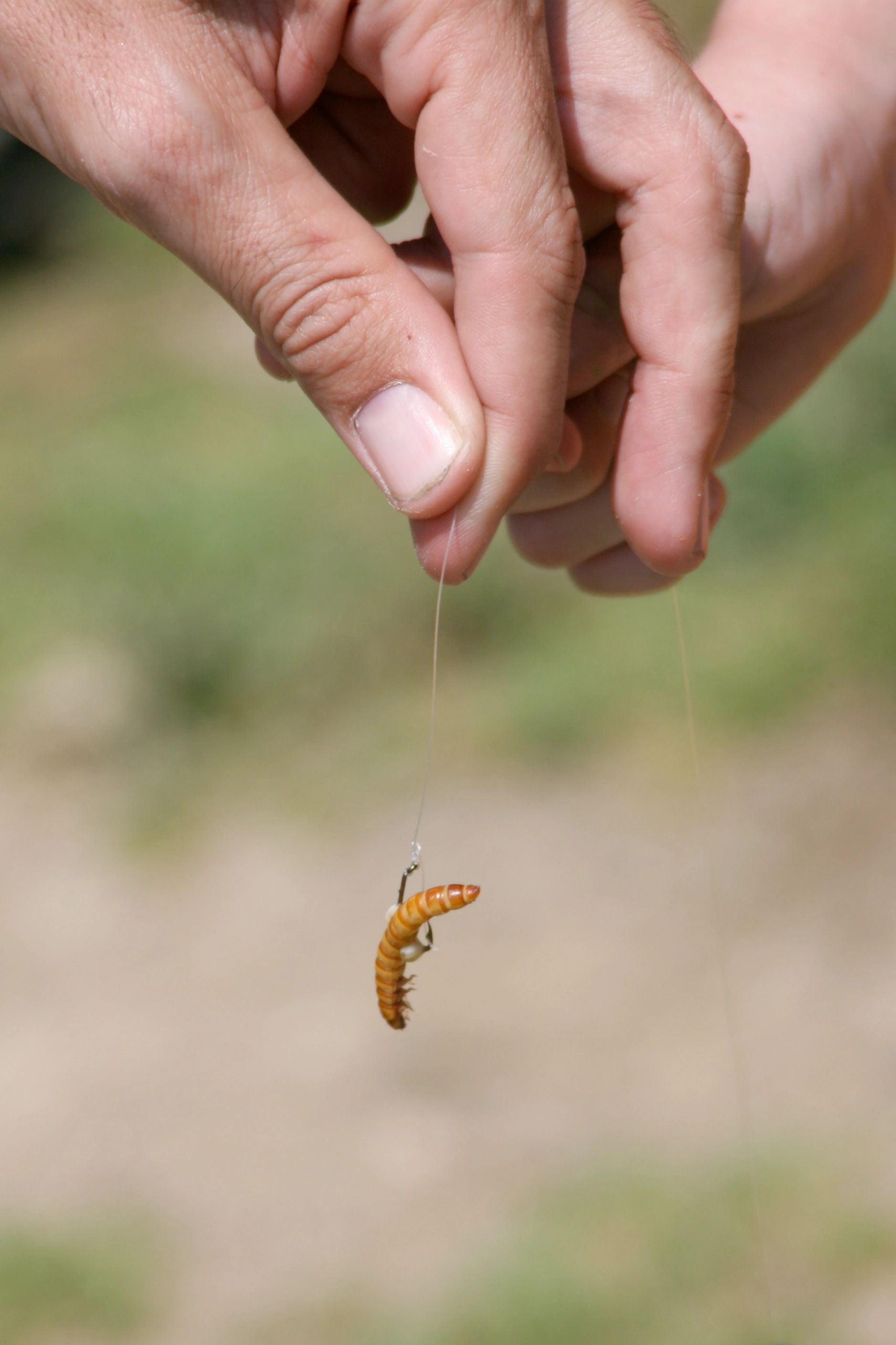 Unleashing the Power of Mealworms A Guide to Successful Fishing