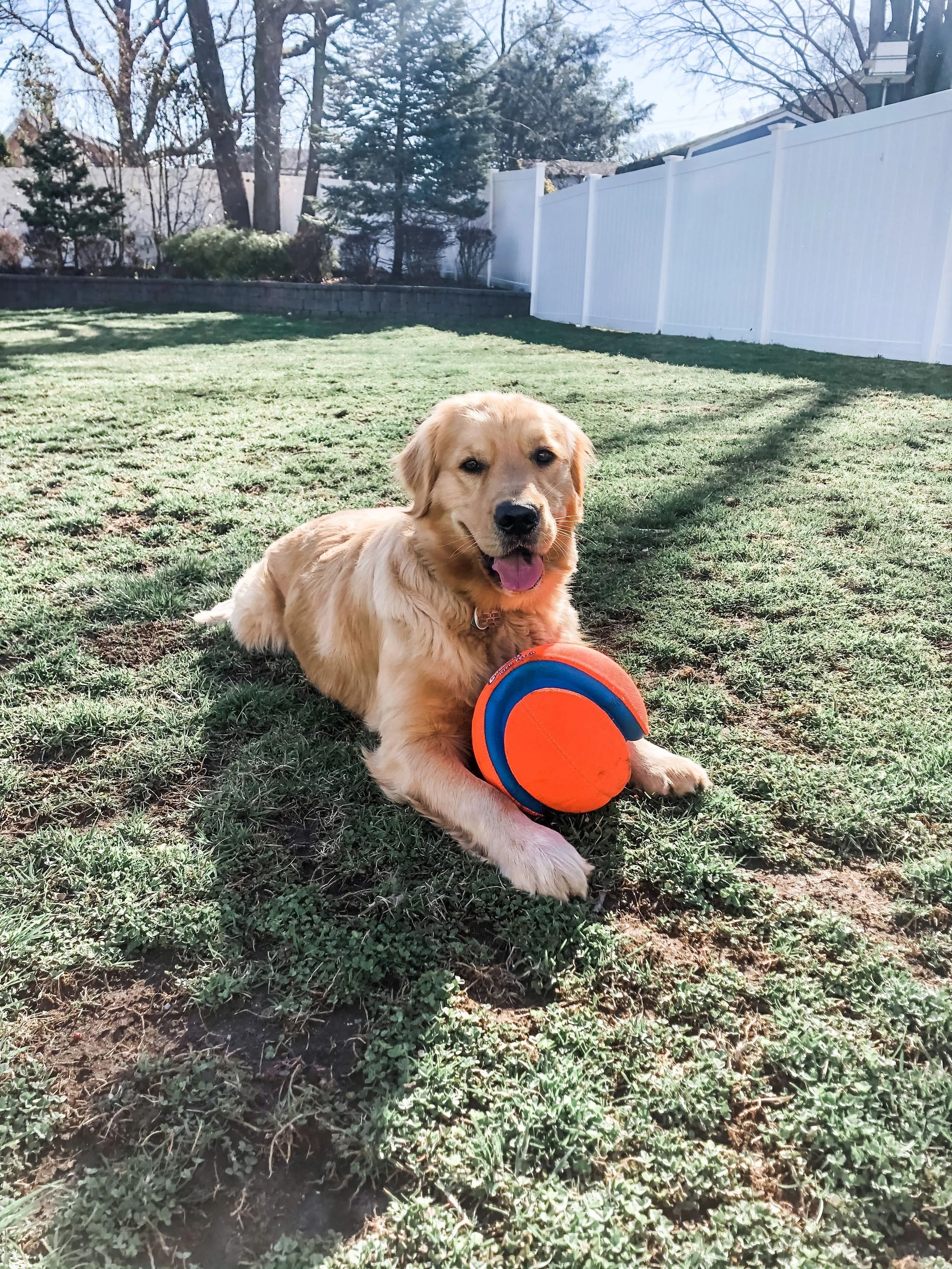Skilled Therapy Dog Intervention For PT And OT skilled-therapy-dog-intervention-for-pt-and-ot