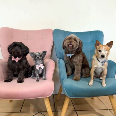 Four adorable small dogs posing for the camera at Brisbane doggy daycare Pico Pups.