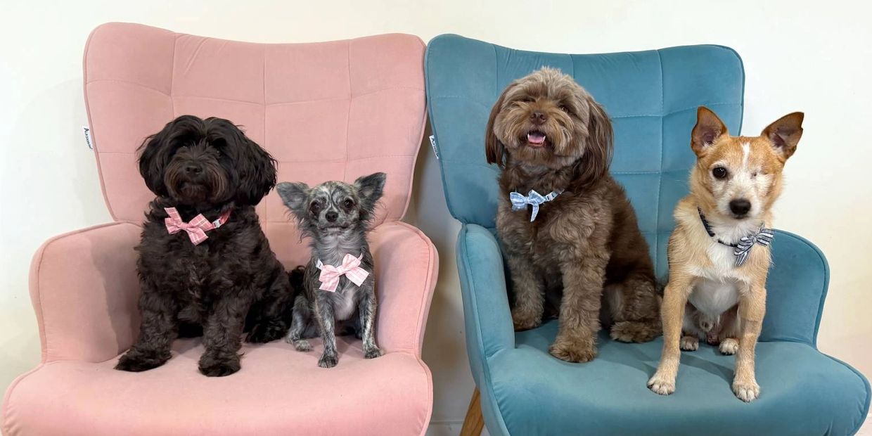 Four small dogs posing for a photo at Pico Pups Daycare Brisbane.