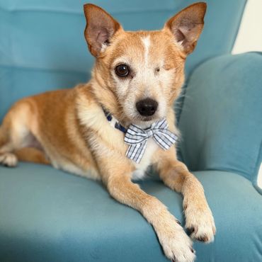 Adorable one-eyed rescue dog with a blue bow tie sitting on a blue chair