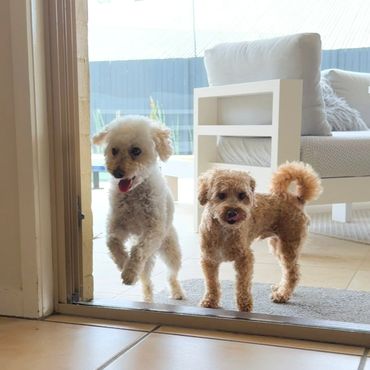 Two small dogs jumping through the doorway at Pico Pups Daycare.