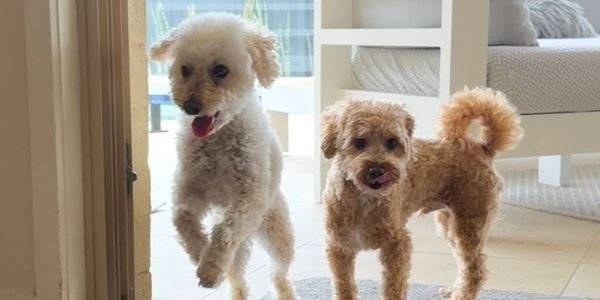 Two small dogs jumping through the doorway at Pico Pups Parkinson.