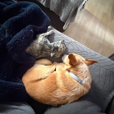 Two small dogs cuddling together on the couch at Pico Pups Doggy Daycare Parkinson.