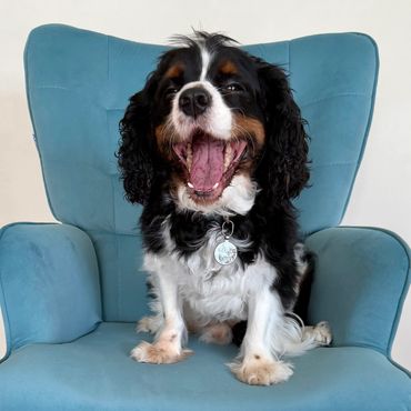 Small cute dog sitting on the blue Pico Pups chair in Parkinson