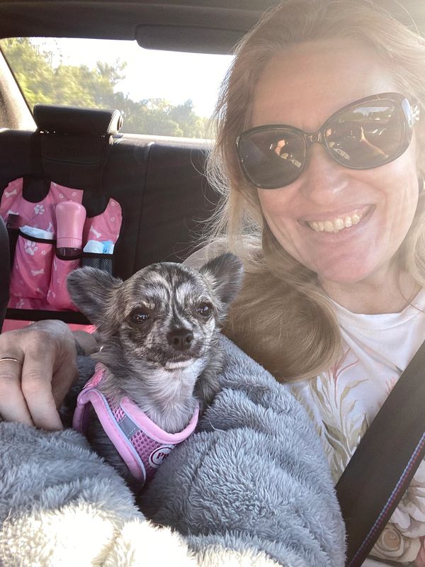Smiling woman sitting in her car with her small little chihuahua wearing a pink harness.