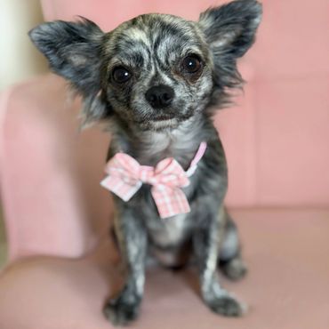 Cute little chihuahua with a pink bow tie sitting on a pink chair at the best dog daycare pico pups.