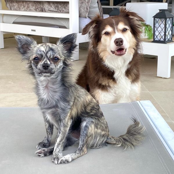 Small brindle chihuahua sitting on a sunbed with a red tri border collie sitting behind her.