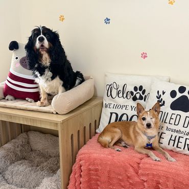 Koda & George hanging out in the Pico Pups Daycare welcome room.