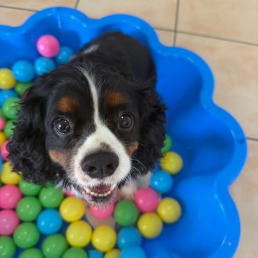 Ball pit fun for small dogs at Pico Pups Dog Daycare.