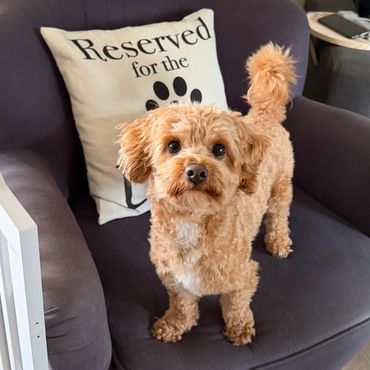 Cute small dog standing on a couch at Pico Pups Daycare next to a pillow that says reserved for the 