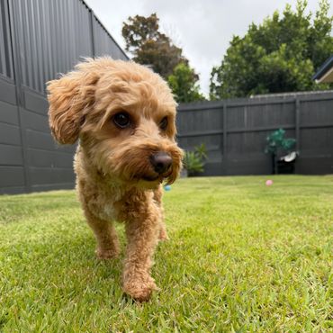 Small dog Chewy checking out the big secure grassed area at Pico Pups Doggy Daycare Brisbane.