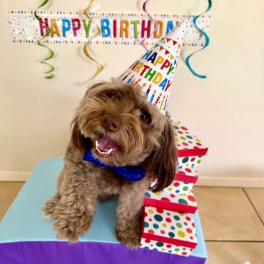 Small dog celebrating birthday party at Pico Pups Doggy daycare Brisbane South.