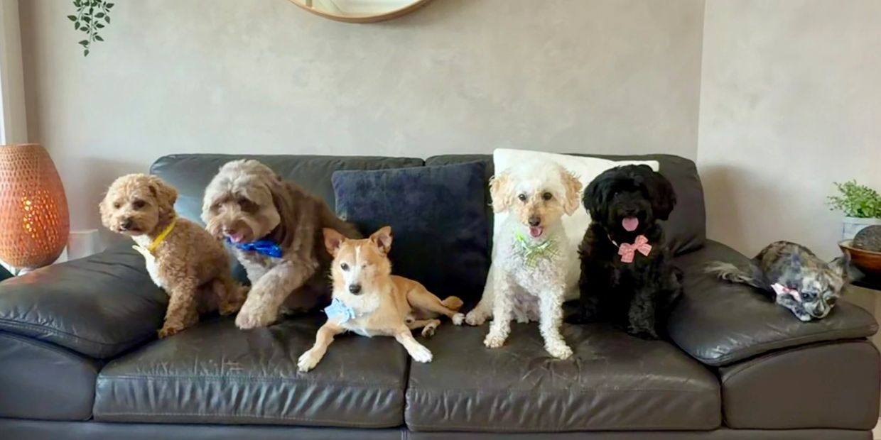 Six small dogs all sitting on a couch posing for a photo Pico Pups Doggy daycare for small dogs Bris