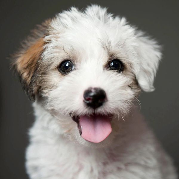 Adorable white fluffy puppy with one brown ear smiling at the camera at doggy daycare.