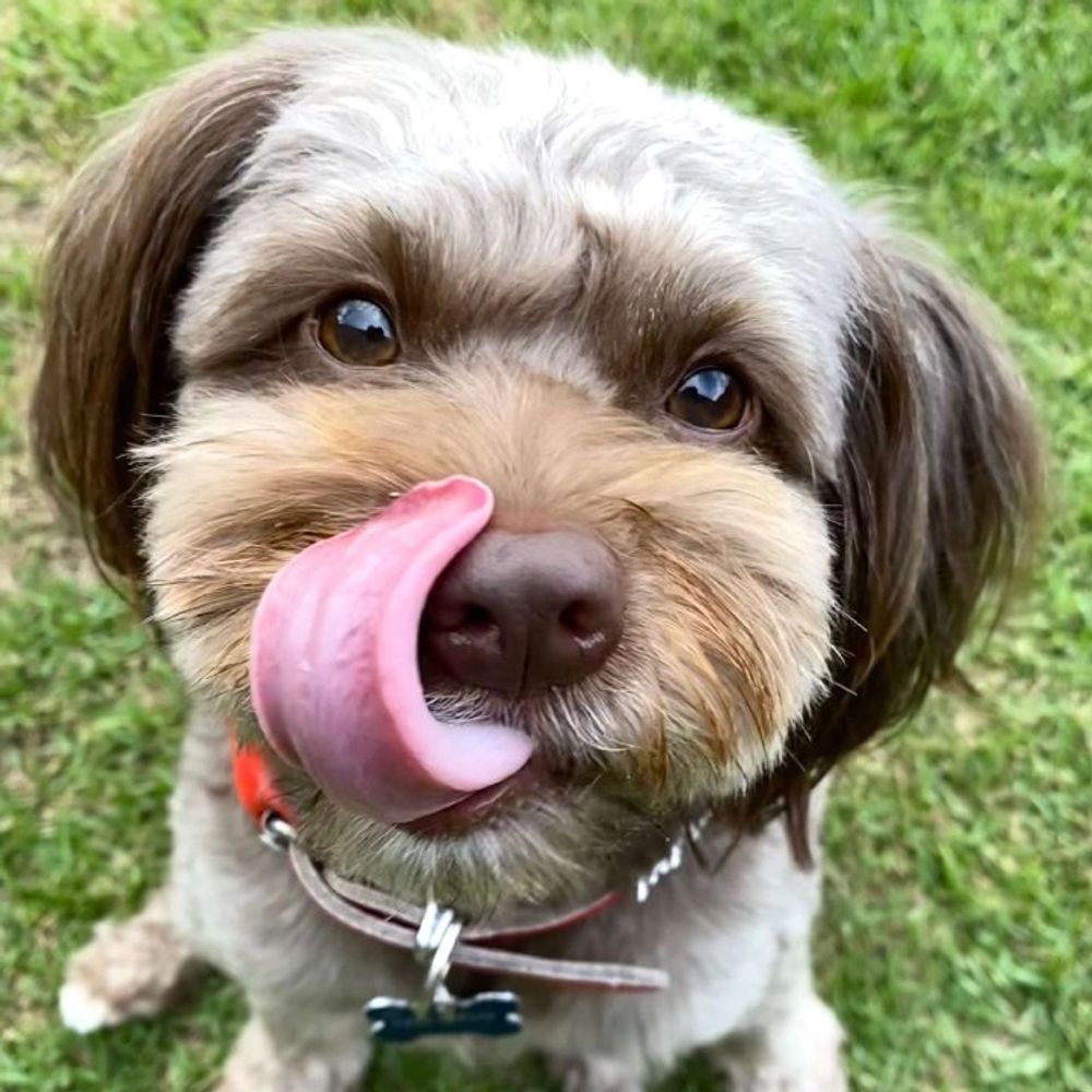 Small dog enjoying outside play time at Pico Pups - Brisbane Doggy Daycare.