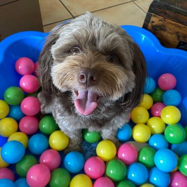 Cute brown small dog sitting in a ball pit full of colourful balls