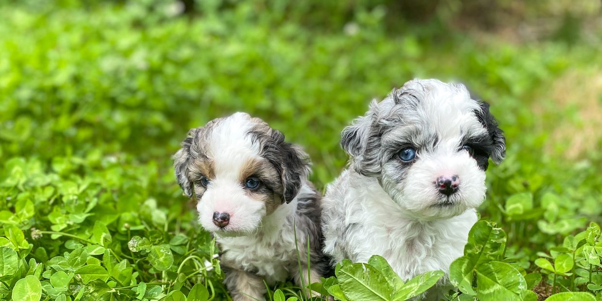 Two puppie Standing in clover