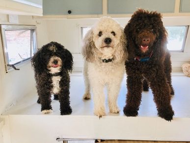 Mini and toy poodles for stud services 