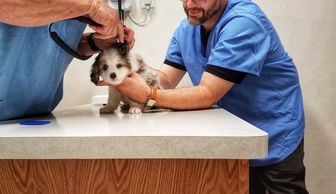 Veneta Veterinary puppies aussiedoodles doodles eugene