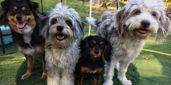 Little Girl, Roo, Fae & Coco