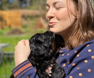 Aussiedoodle puppy kisses