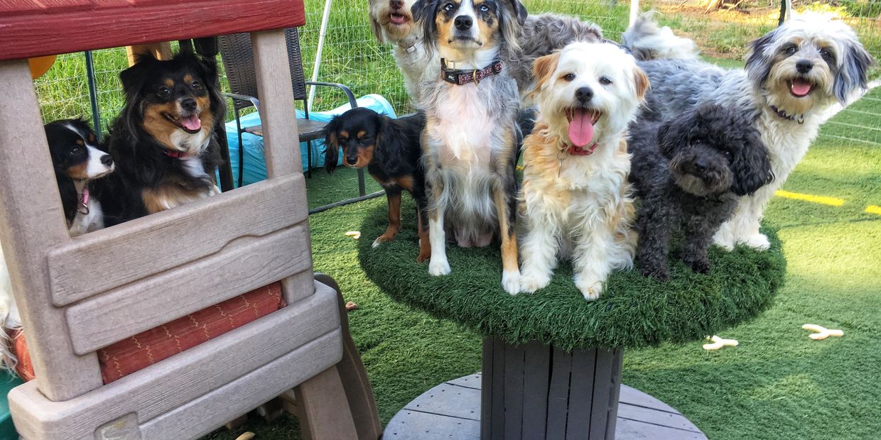 Mini Australian shepherd, mini aussiedoodle, poodle and cavalier pose for a picture in the sun.
