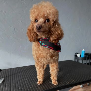Small brown poodle wearing a colorful bandana stands on a grooming table.