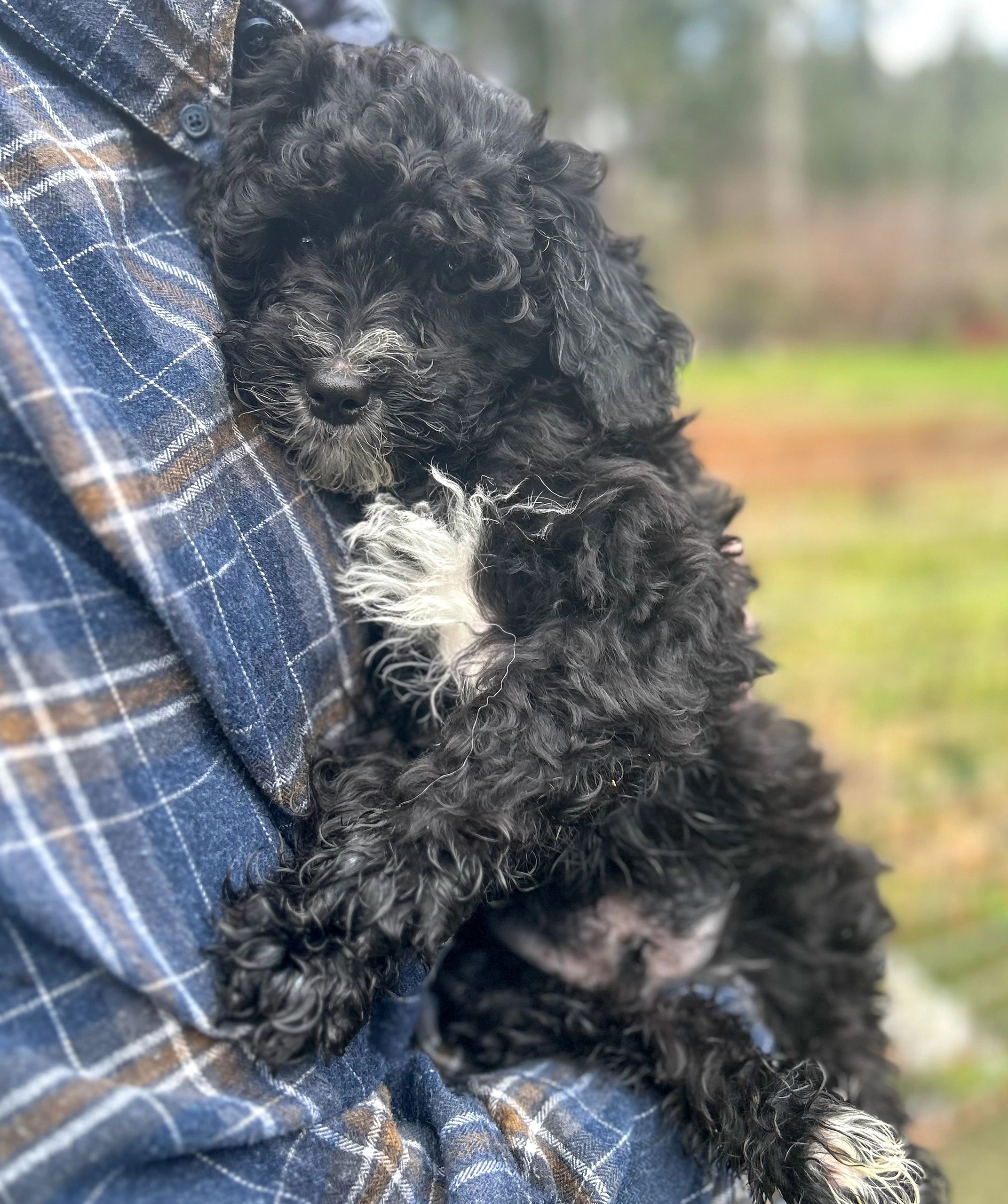 A black and white aussiedoodle. 