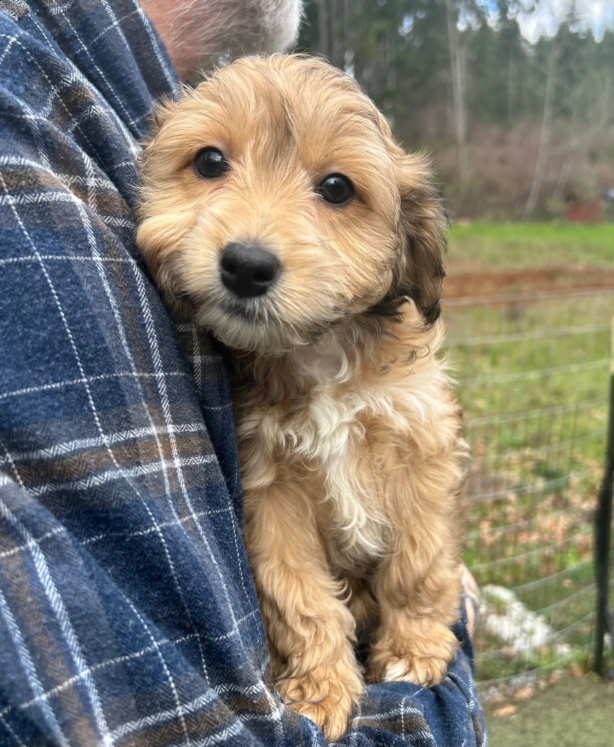 A blonde colored aussiedoodle companion puppy.