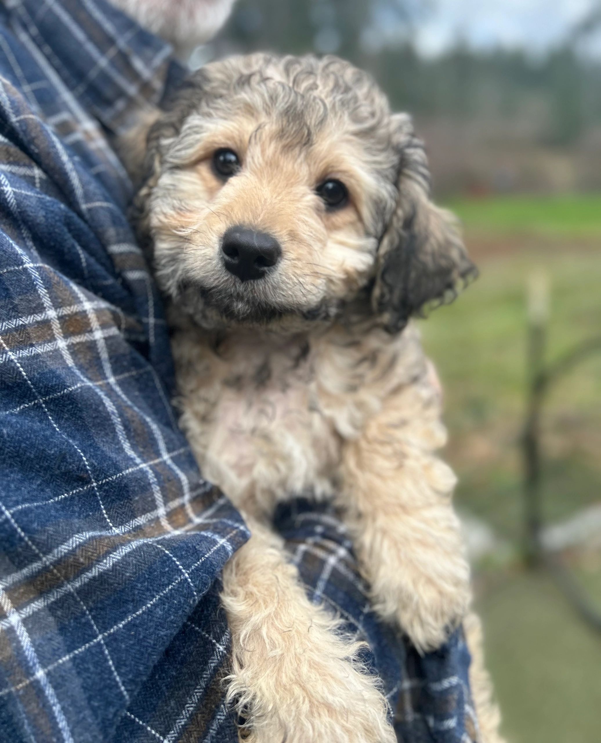 A soft cream colored toy aussiedoodle companion puppy,