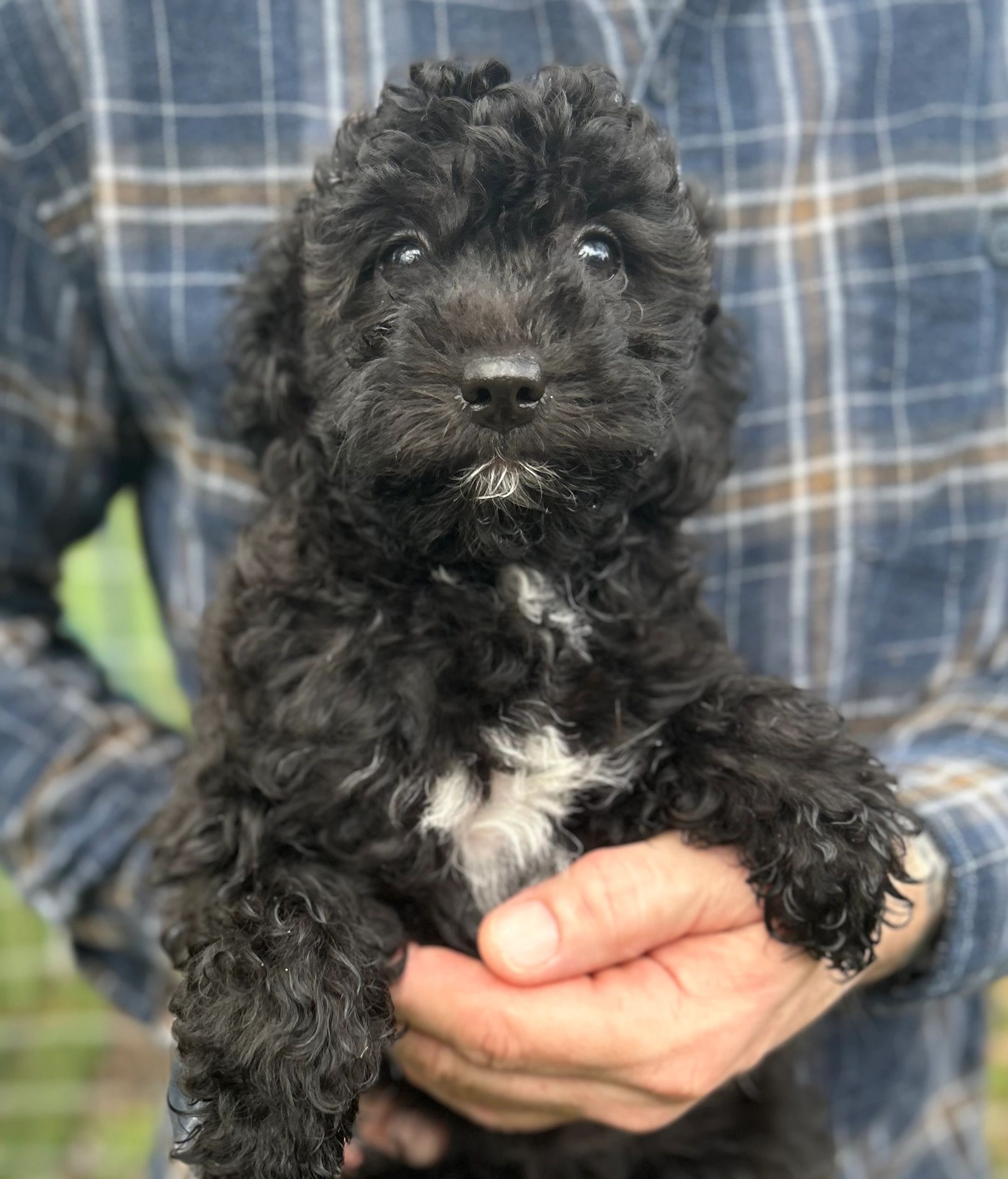 A black and white puppy looking curiously at the camera while being held.