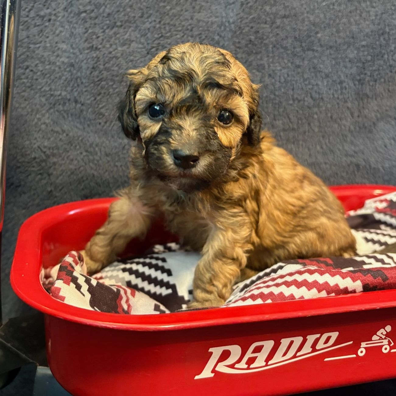 Curly-haired puppy sitting in a red Radio Flyer wagon with a patterned blanket.
