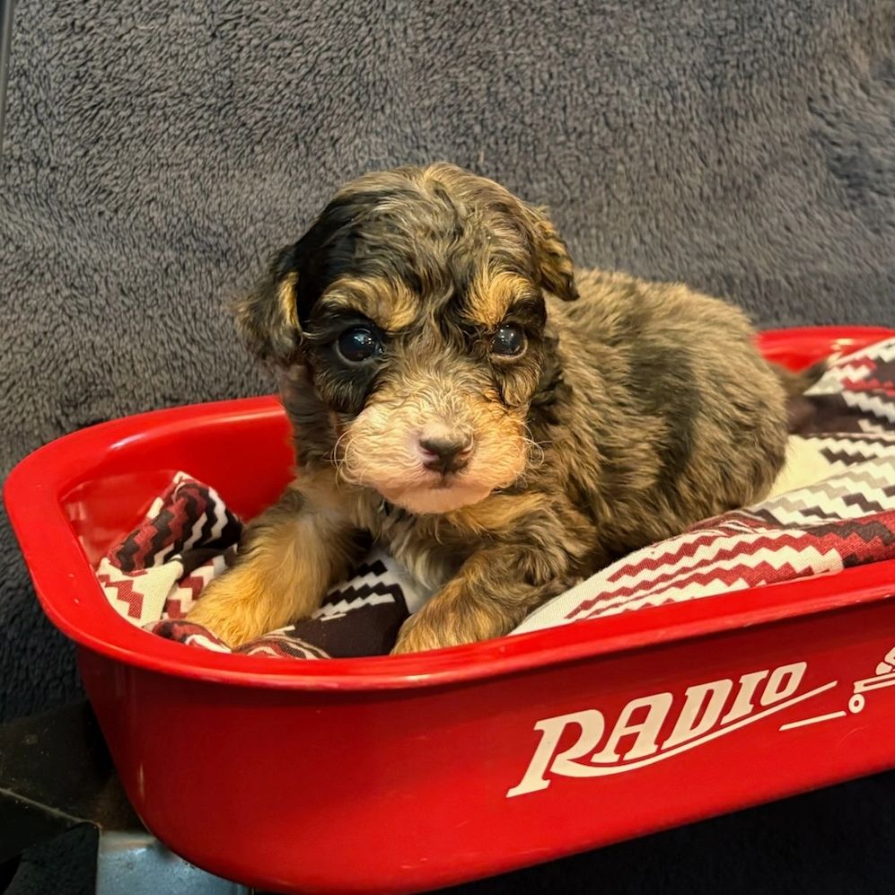 Adorable puppy resting in a red Radio flyer wagon with a cozy blanket.