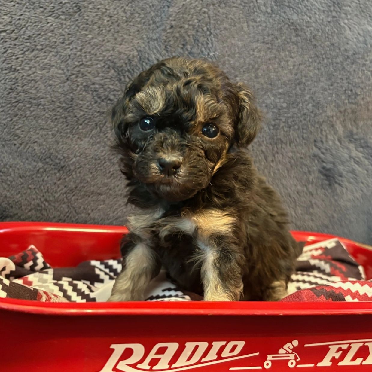 Adorable small puppy sitting in a red Radio Flyer wagon.