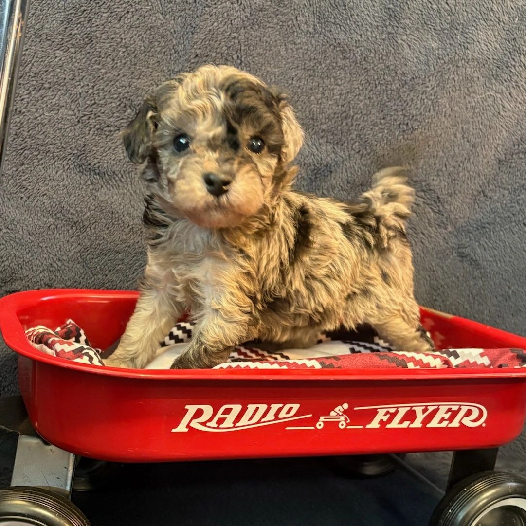 Adorable fluffy puppy standing in a red Radio Flyer wagon.