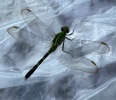 Dragonflies and Wands