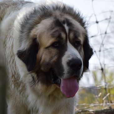 Pyrenean Mastiff