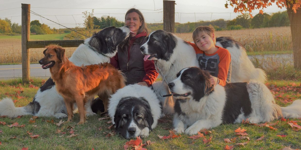 Four Pyrenean Mastiff females, one Basque Shepherd