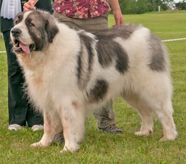 Pyrenean Mastiff