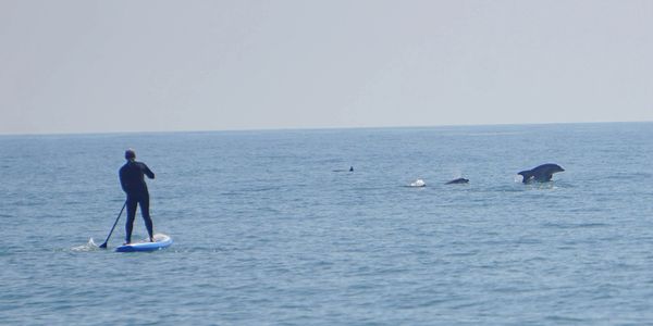 Person paddleboarding near a pod of dolphins in the ocean.