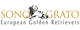Sono Grato European Golden Retrievers