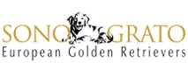 Sono Grato European Golden Retrievers