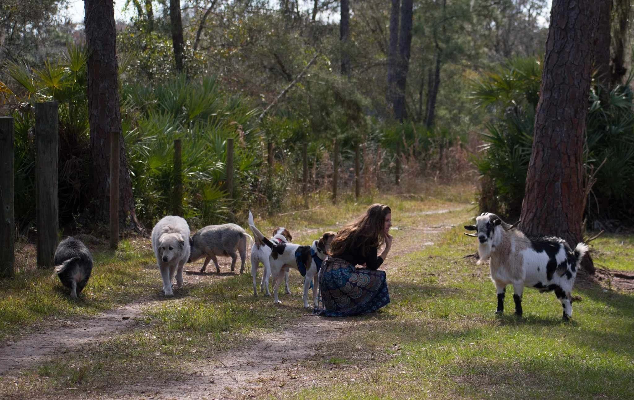 Long hair woman down in grass, tall pine lined driveway facing a goat. 2 pigs and 3 dogs behind her 