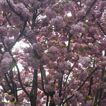 Cherry Blossom - Photographed by  Gertrude Badejo