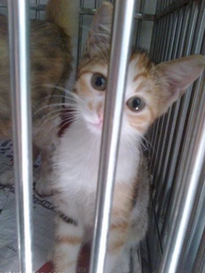 Güzel Kedi, Minik Kedi, Kedi